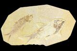 Pair of Fossil Fish (Knightia) - Wyoming #136766-1